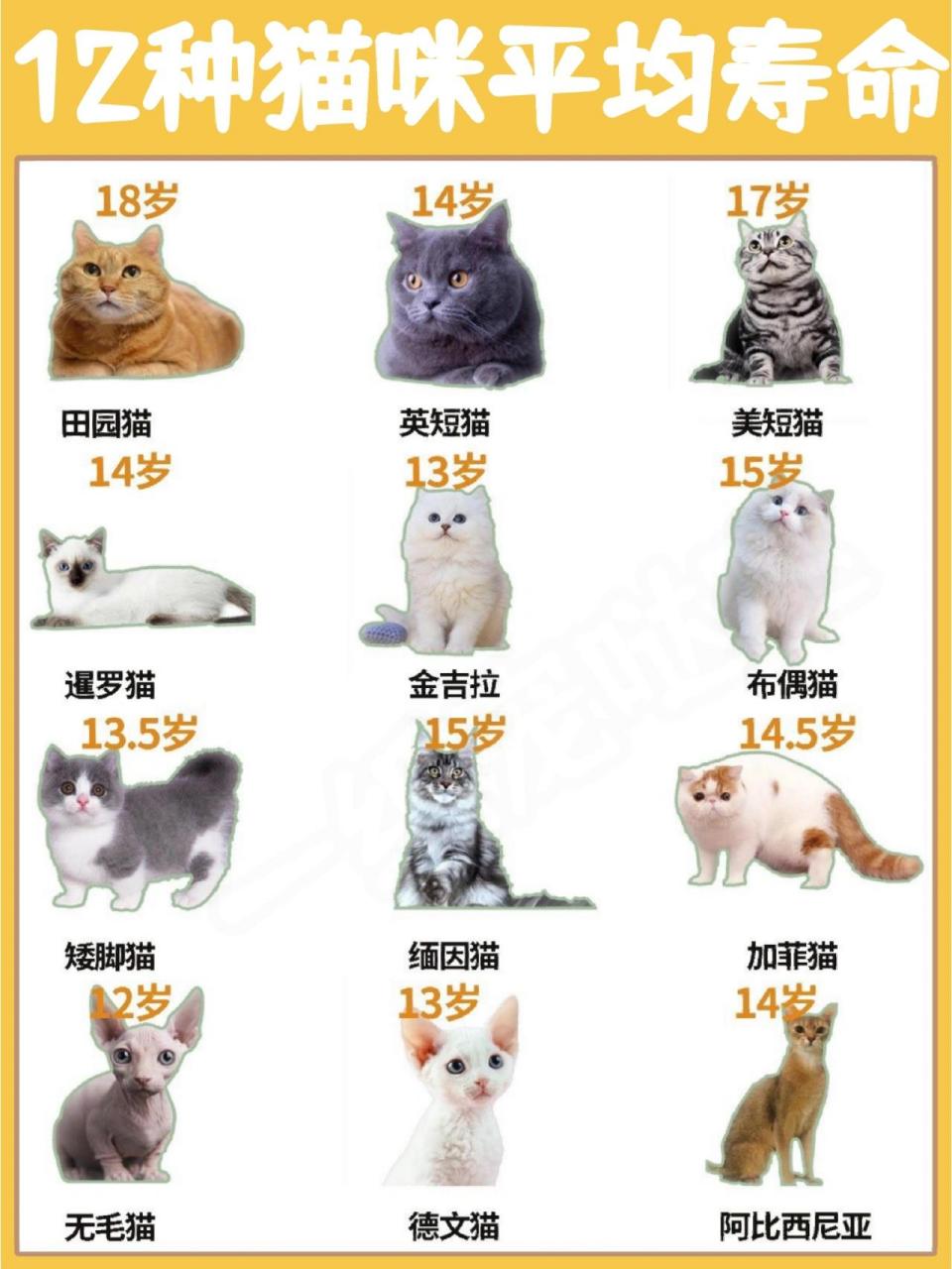 科普展现:猫平均寿命（流浪猫平均寿命）