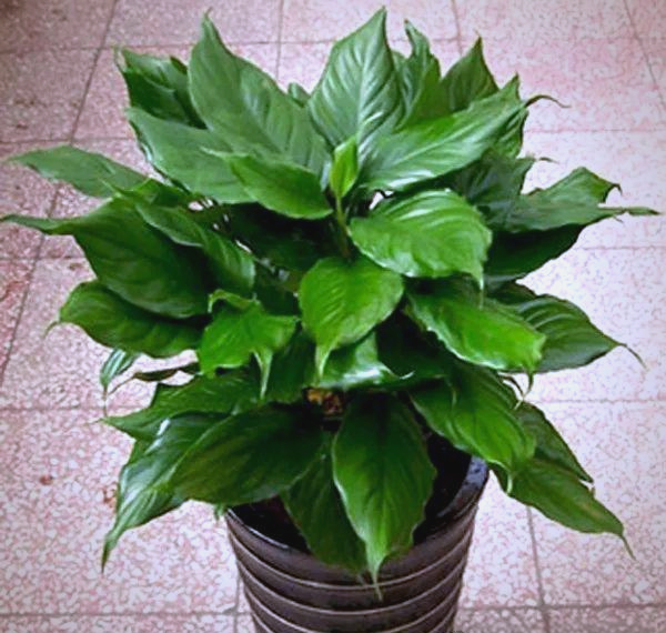 旺宅旺财植物