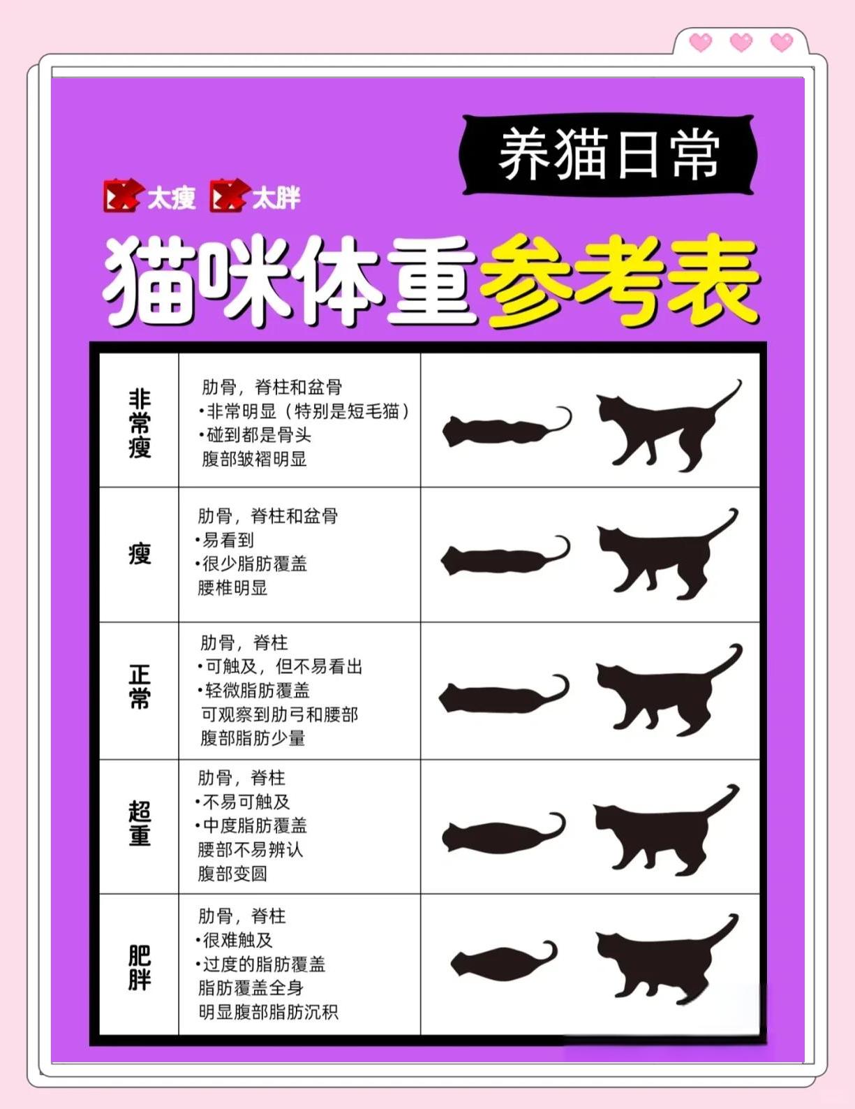 养猫忌讳什么颜色