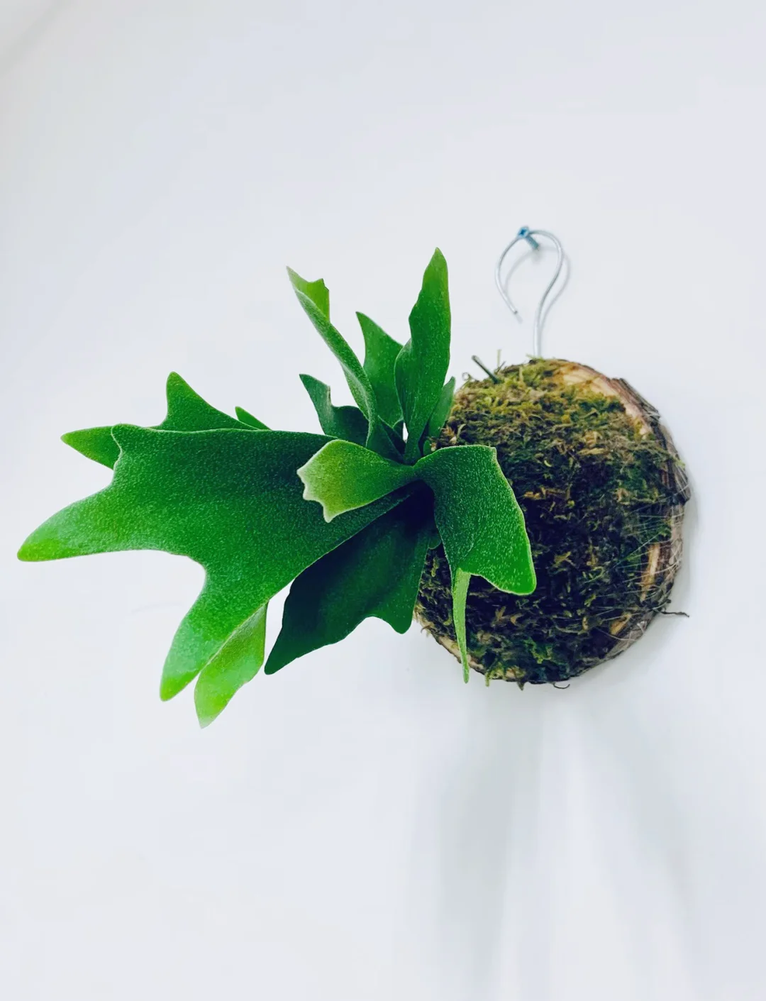 厕所植物风水的简单介绍