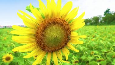向日葵下载在线,向日葵下载在线播放