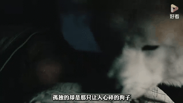 守护星星的小狗,守护星星的小狗 电影